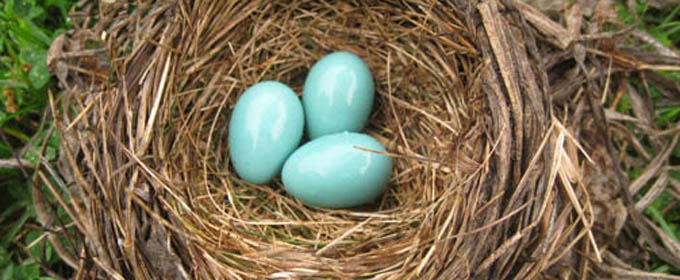 Robin Eggs in Nest