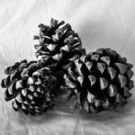 Seed Pod Series: Pine Cones photo by Teri Hannigan
